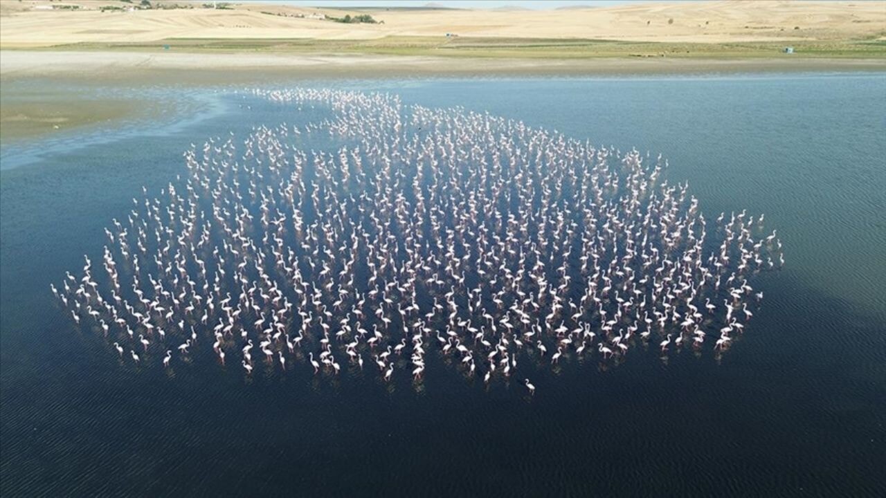 Yozgat'ta flamingolar jandarma ekiplerince korunuyor
