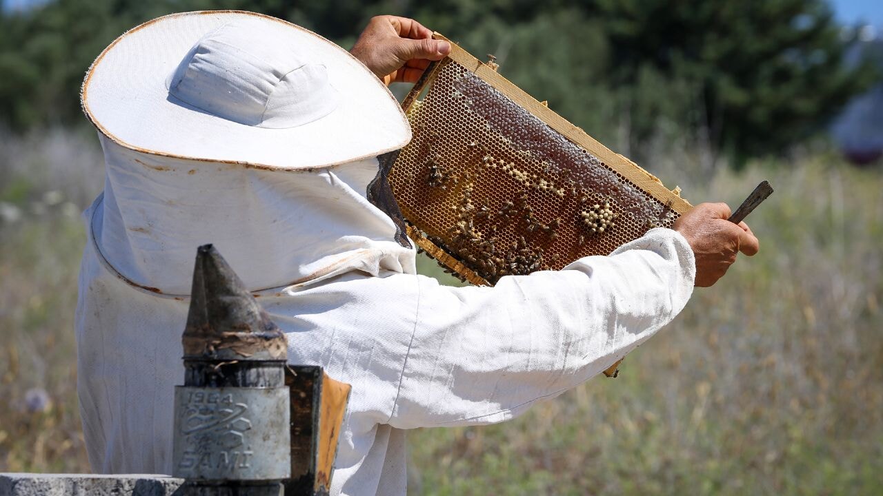 Hatay'da maydanoz çiçeklerinden üretilen balın coğrafi işaretle tescillenmesi için başvuru yapıldı