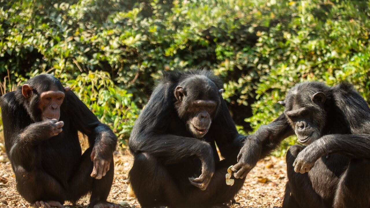 Şempanzeler de modayı takip ediyor