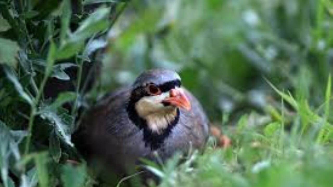 Kene avcısı kınalı kekliklere dürbünlü, fotokapanlı ve dronlu takip