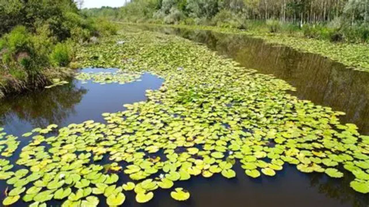 Acarlar Longozu ziyaretçilerini doğal güzellikleri keşfe çıkarıyor