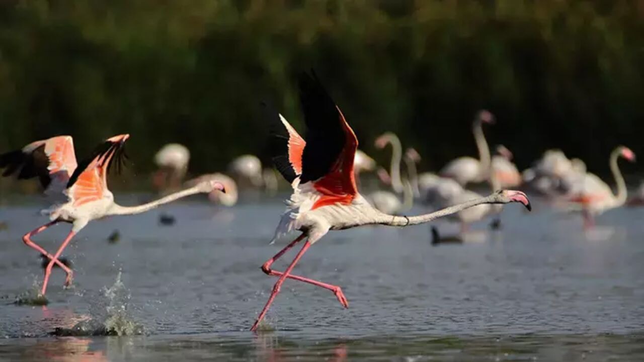 Flamingolar Van Gölü'ne renk katıyor