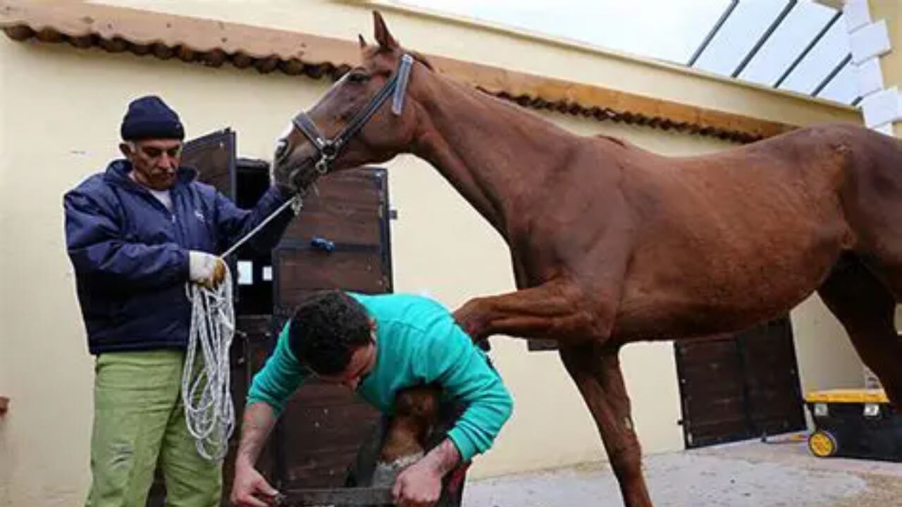 Nalbant aile, köyleri gezerek atları hasada hazırlıyor