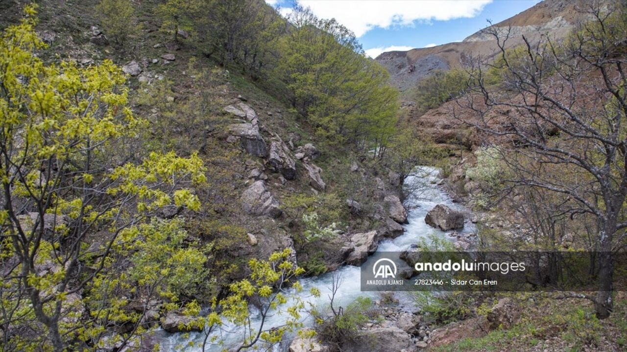 Tunceli yaylalarında zorluklara göğüs gerip doğal yöntemle peynir üretiyorlar