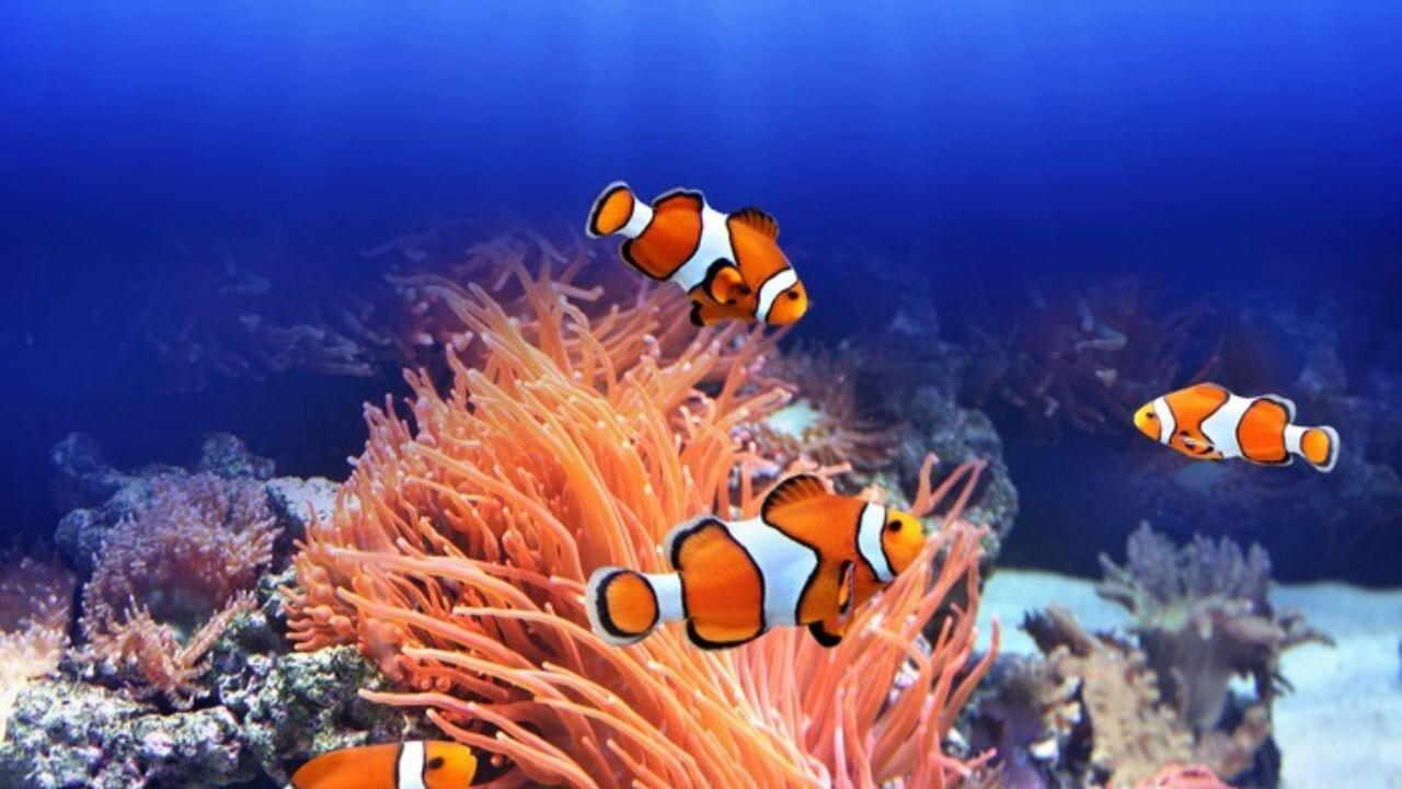 Deniz ekosisteminin zorunlu müttefikleri: palyaço balığı ile deniz anemonu