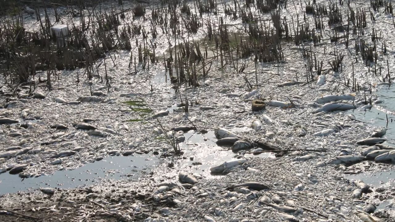 Manyas Gölü'nde toplu balık ölümleri inceleme altında