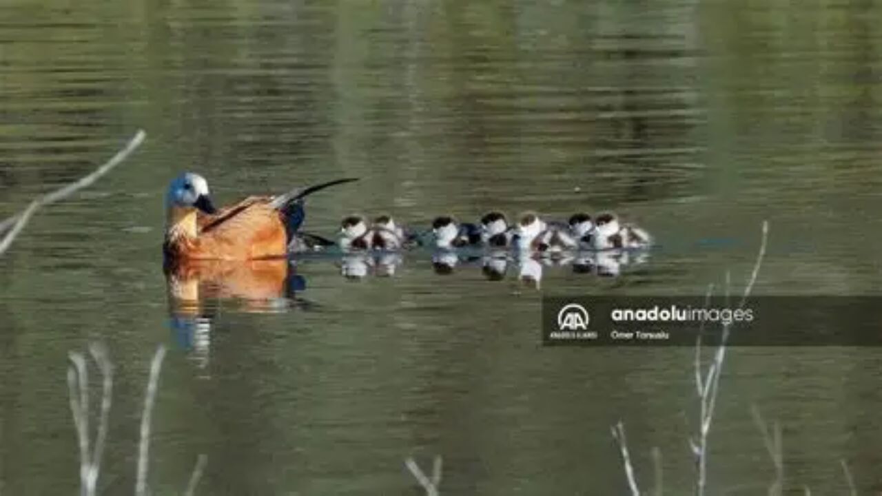 Angıt ördekleri yavrularını Kocaçay Deltası'nda büyütüyor