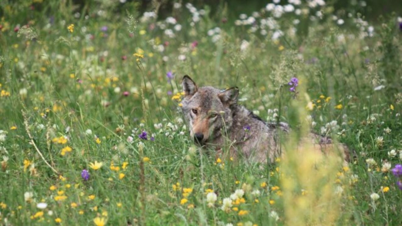 Kars'ta hareketleri takip edilen 50'nci kurda uydu vericisi takıldı