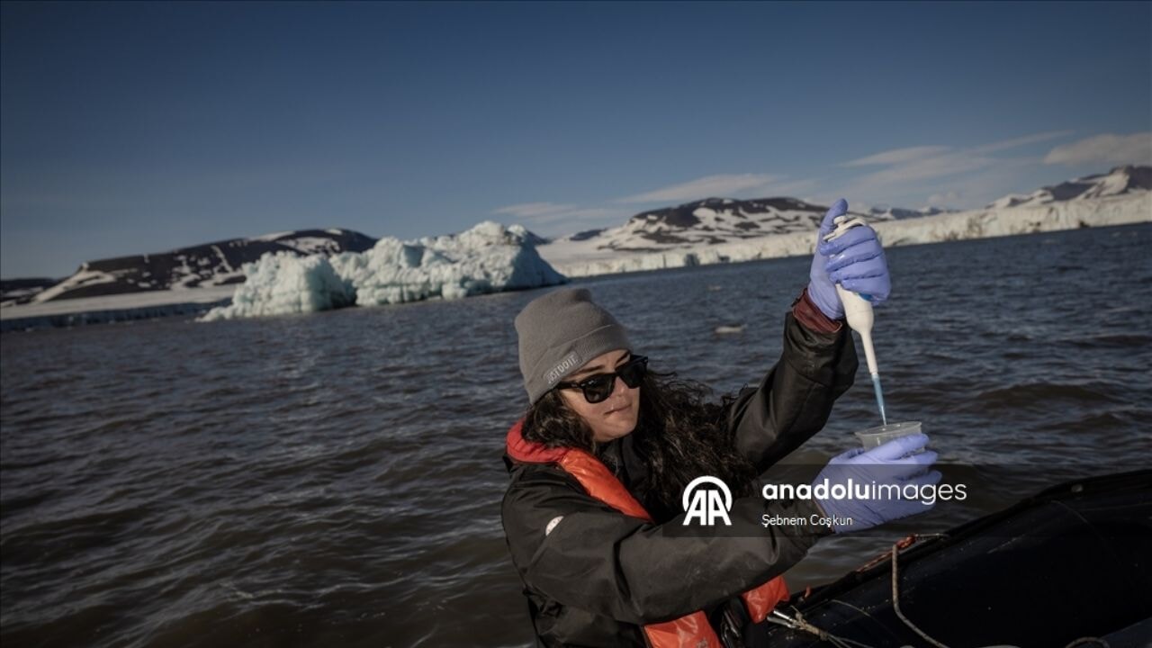 Bilim insanları Arktik'te nadir görülen Sei balinalarını gözlemledi
