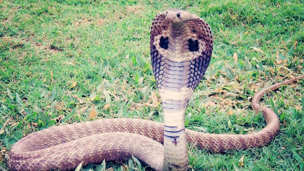 Servet değerinde kobra zehri ele geçirildi