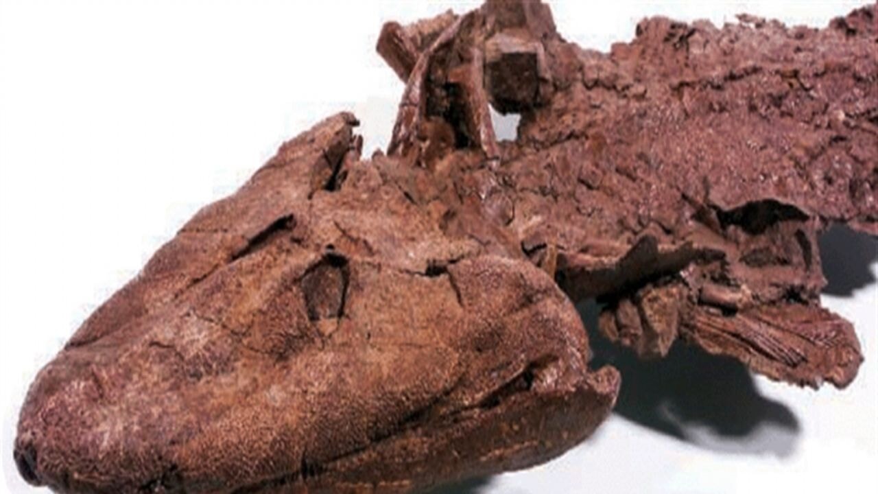 Balıklar karaya 10 milyon yıl daha erken çıkmış olabilir