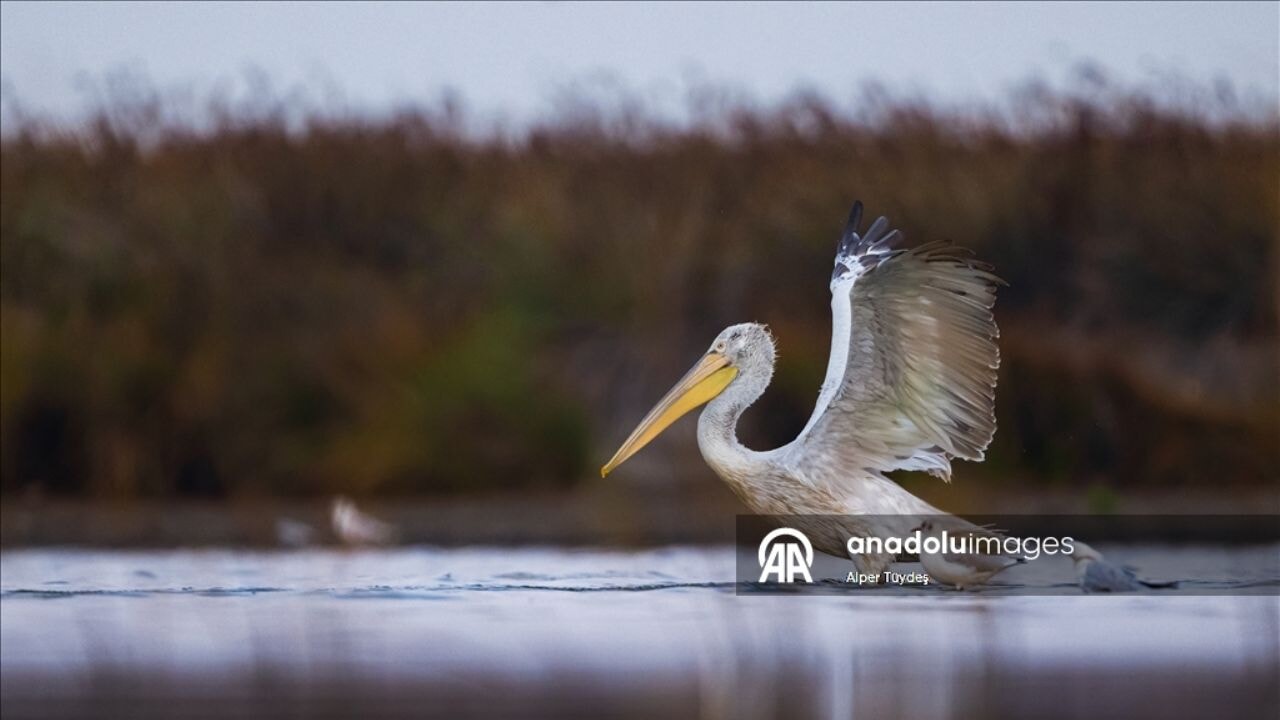 Kocaçay Deltası'nda iki pelikan türü aynı anda görüntülendi
