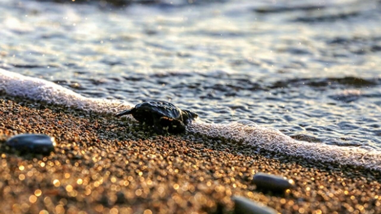Alanya'da caretta caretta yavrularının denizle buluşma yolculuğu görüntülendi