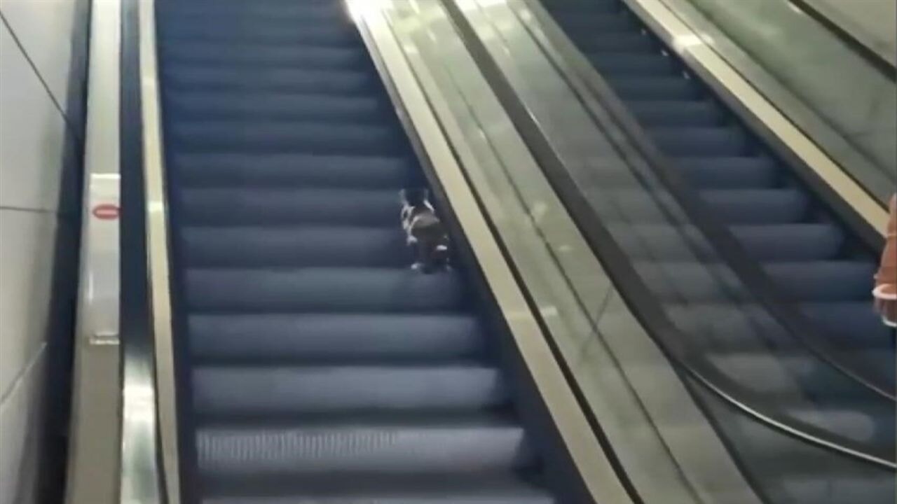 Kedinin yürüyen merdivenle imtihanı