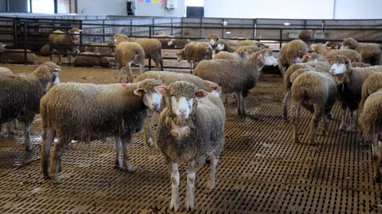 Hayvancılık ve çoban destekleri yükseldi