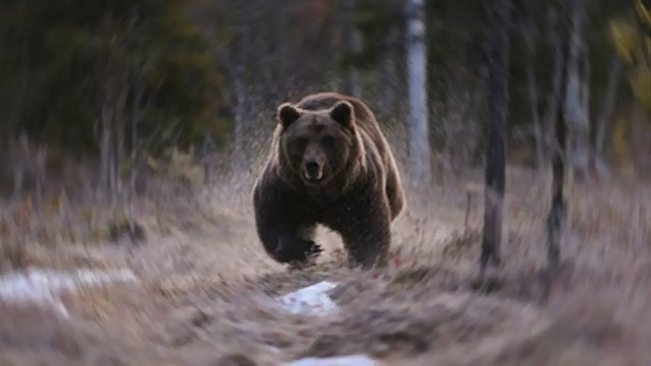 Karanlığa terk edilen köy: Ayının saldırdığı köylü konuştu