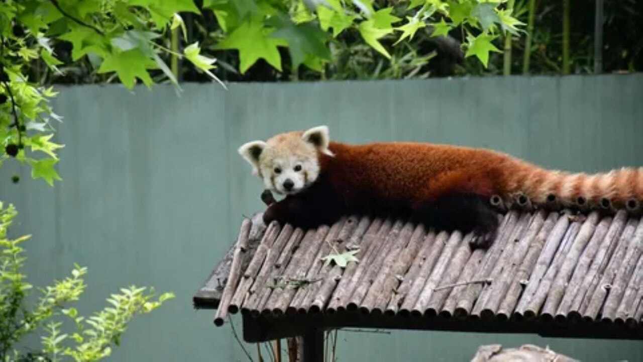 Kızıl panda ailesi ziyaretçilerin ilgisini çekiyor