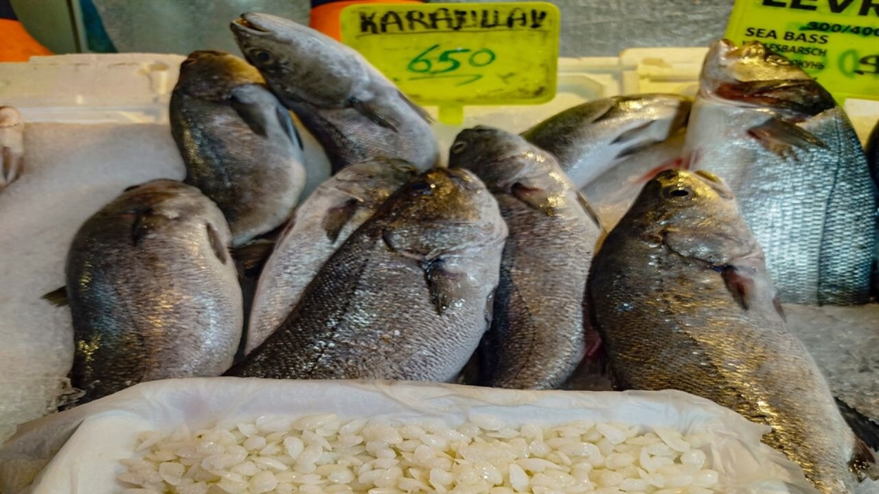 Balık 650, başındaki taş 10 bin lira