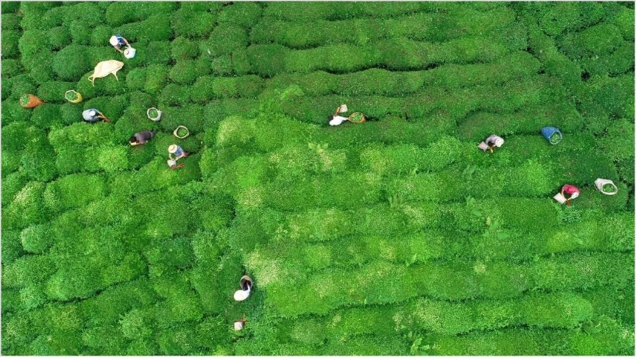 ÇAYKUR'dan 'çayımızla ilgili dile getirilen talihsiz ifadeler' açıklaması