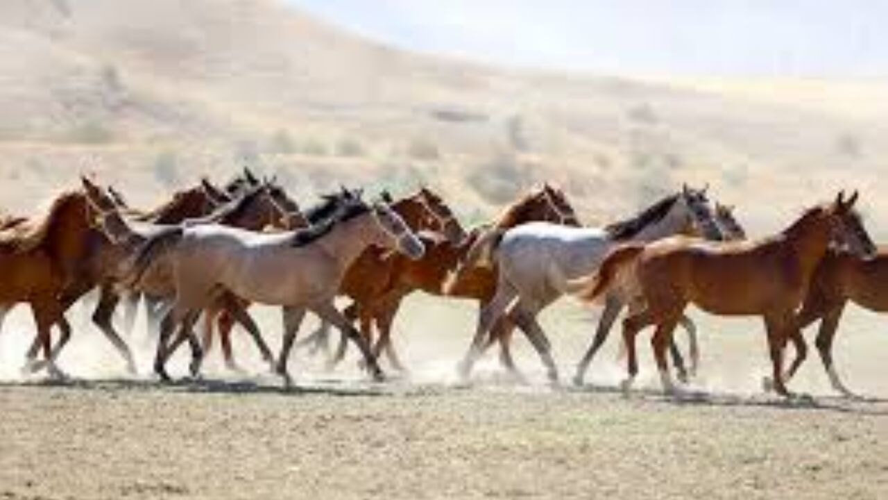 Malatya'da 5 yılda safkan Arap taylarının satışından 210 milyon lira gelir sağlandı
