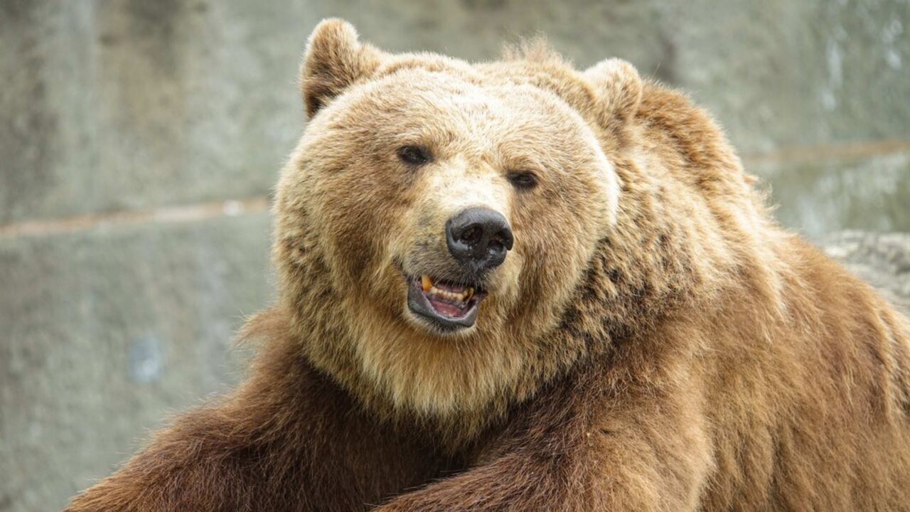 Kremlin'den Trump'a: 'Rusya bir ayıdır...'