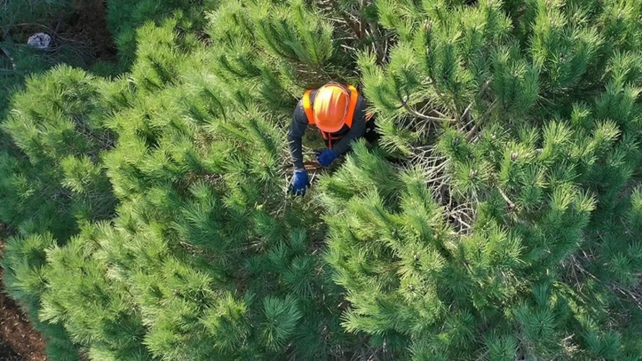 Orman Genel Müdürlüğü 162 engelli ve 100 eski hükümlü işçi alacak