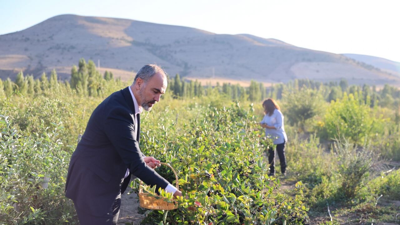'Süper meyve' Bayburt'u sevdi! Sırada goji berry var
