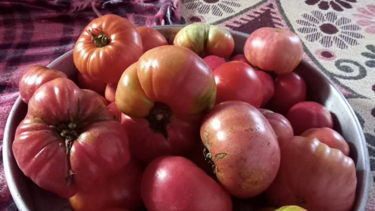 Netenyahu'nun tehditine çiftçimizden yanıt: İsrail'in 'hibrit' tohumuna kalmadık, ata tohumumuz var