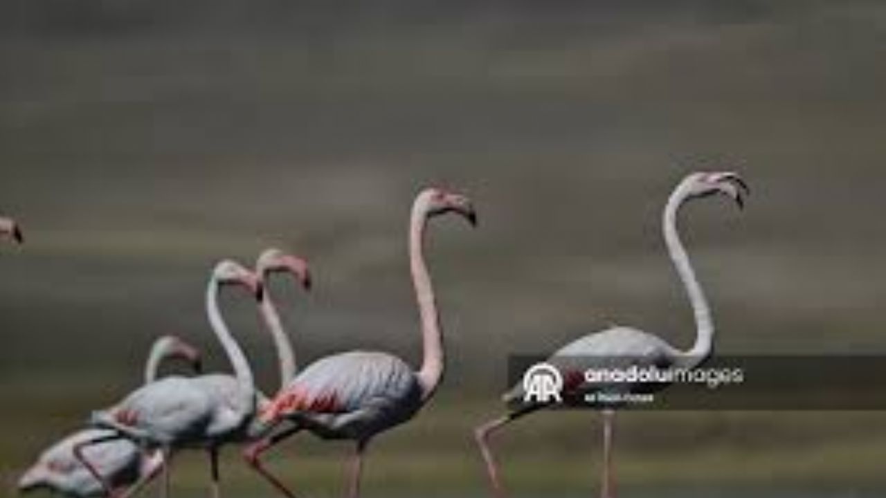 Erçek Gölü, göç eden flamingolara da ev sahipliği yapıyor