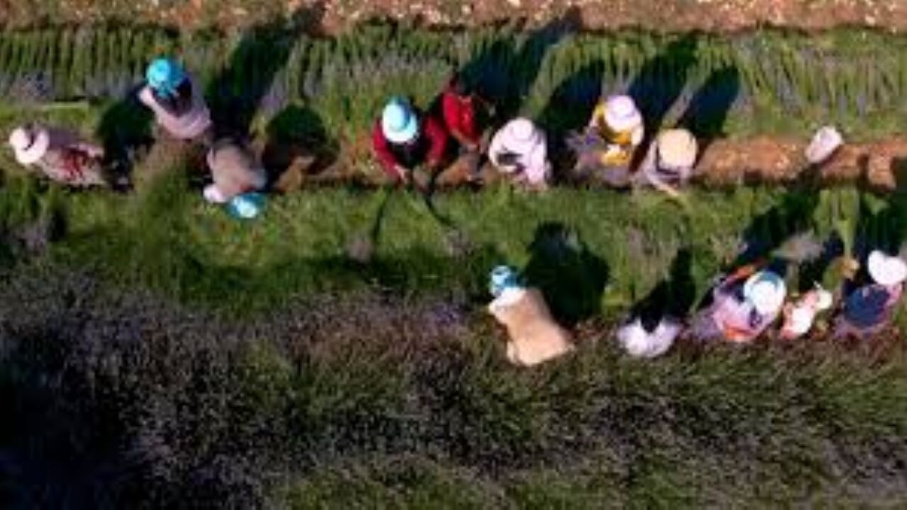 Emine Erdoğan'dan Dünya Kadın Çiftçiler Günü paylaşımı