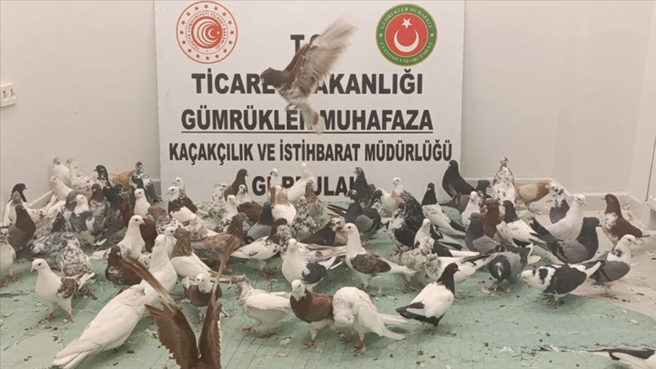 Gümrükte 'kanatlı' operasyonu!