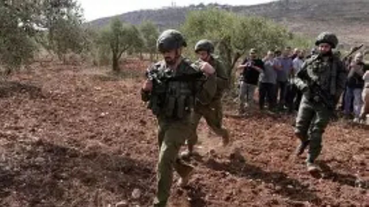 Batı Şeria'da zeytin hasadı çatışması!