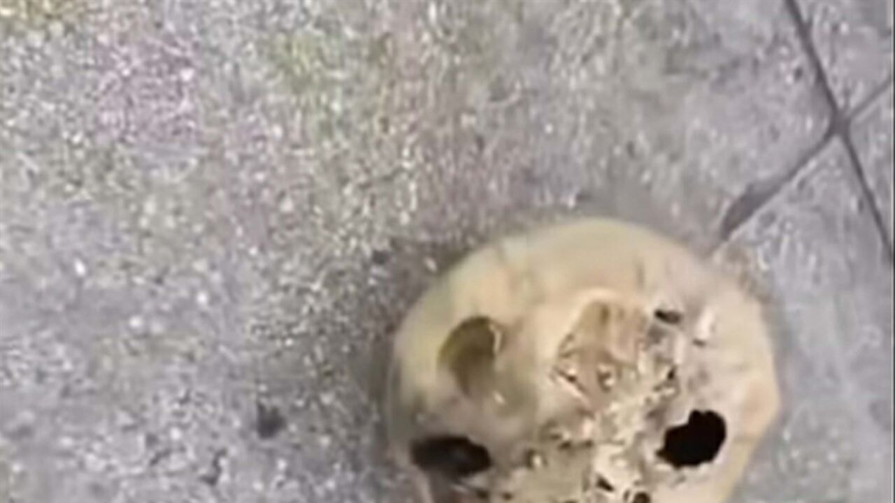 Oltasına kafatası takıldı