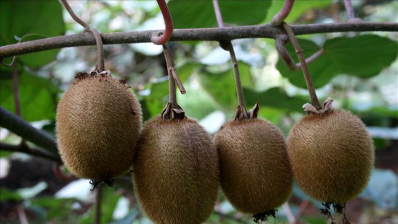 Vitamin deposu 'kivi' hangi hastalıklardan koruyor?