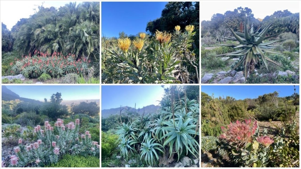 Afrika'nın Cape Flora Krallığı