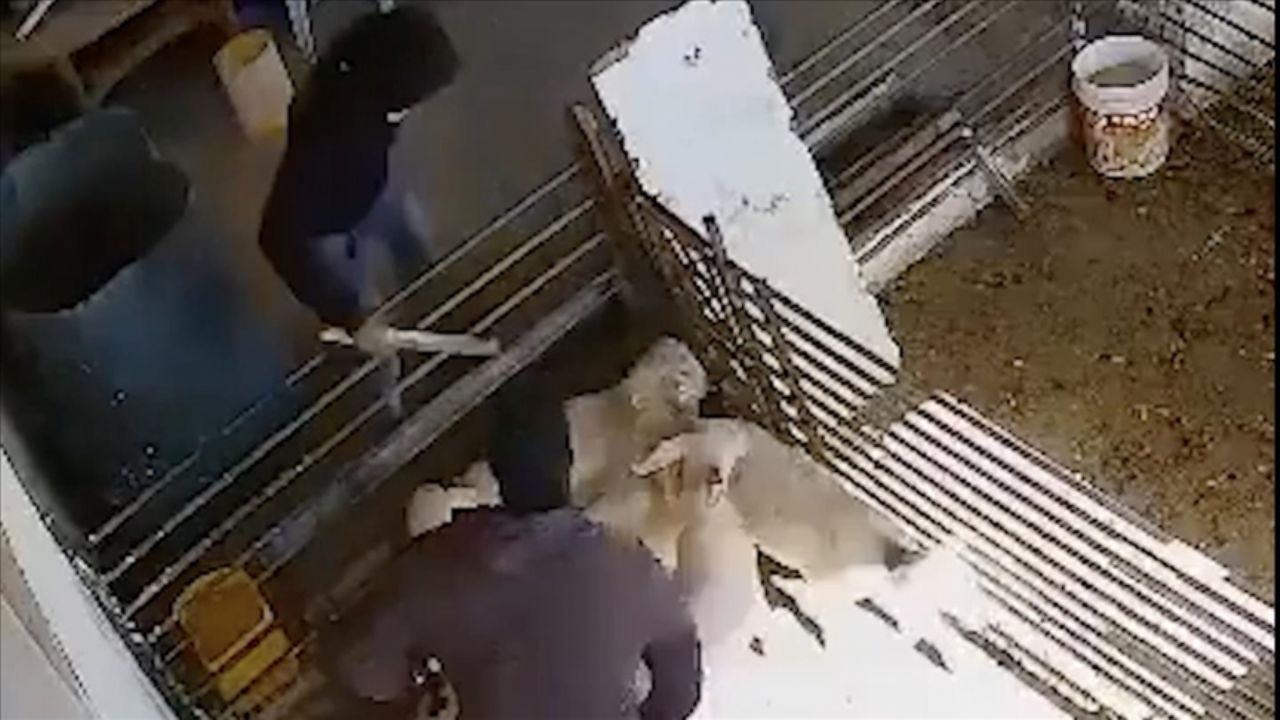 Yahudiler, Filistinli çiftçinin kuzularını yere çalıp, taş ve sopayla öldürdü!