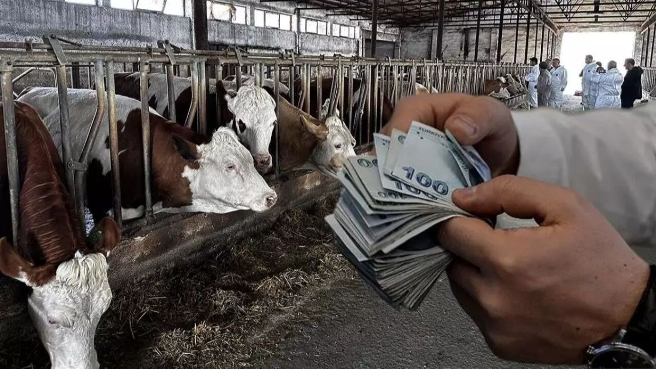 Hayvancılıkta kurallar değişti: Destek ödemelerinde yeni dönem
