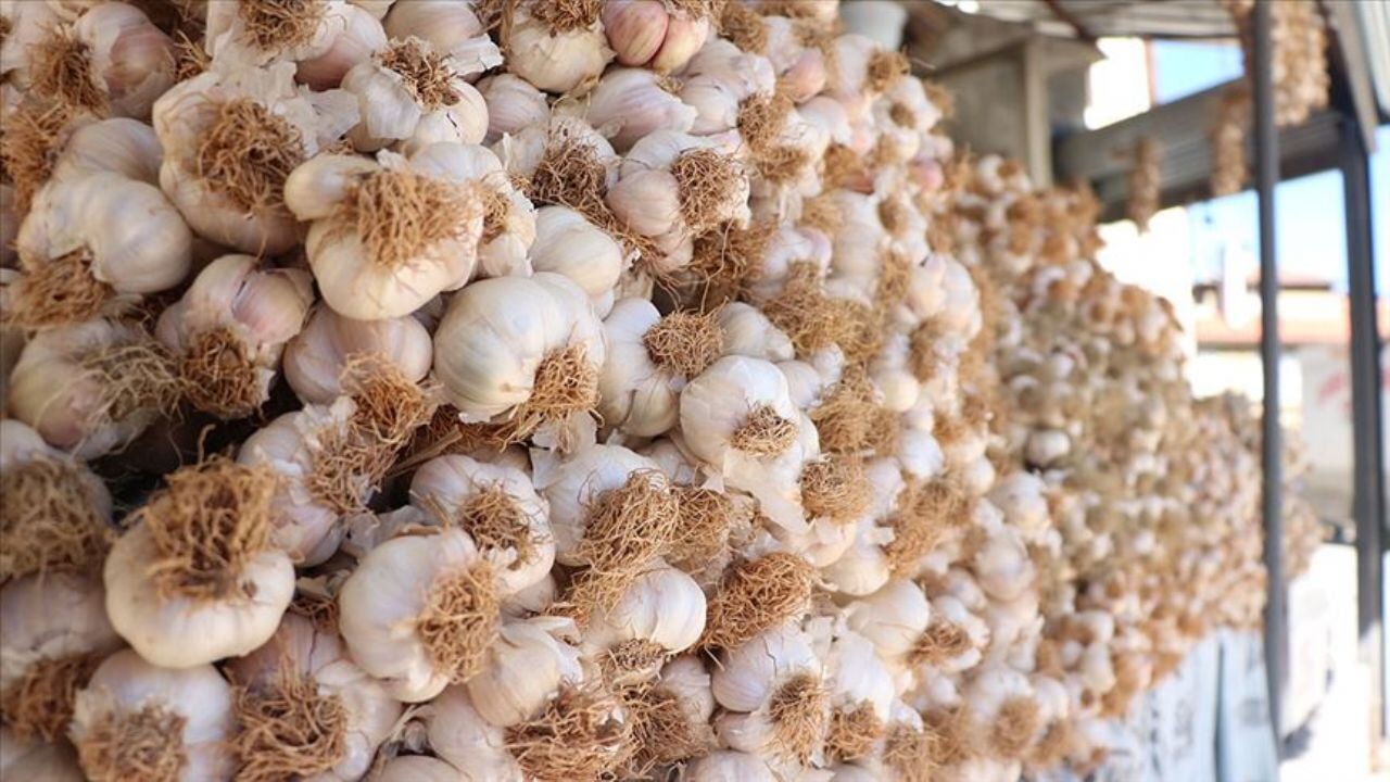 Sarımsak yemek için on neden ve 'Taşköprü Sarımsağı'nın eşsiz yapısı