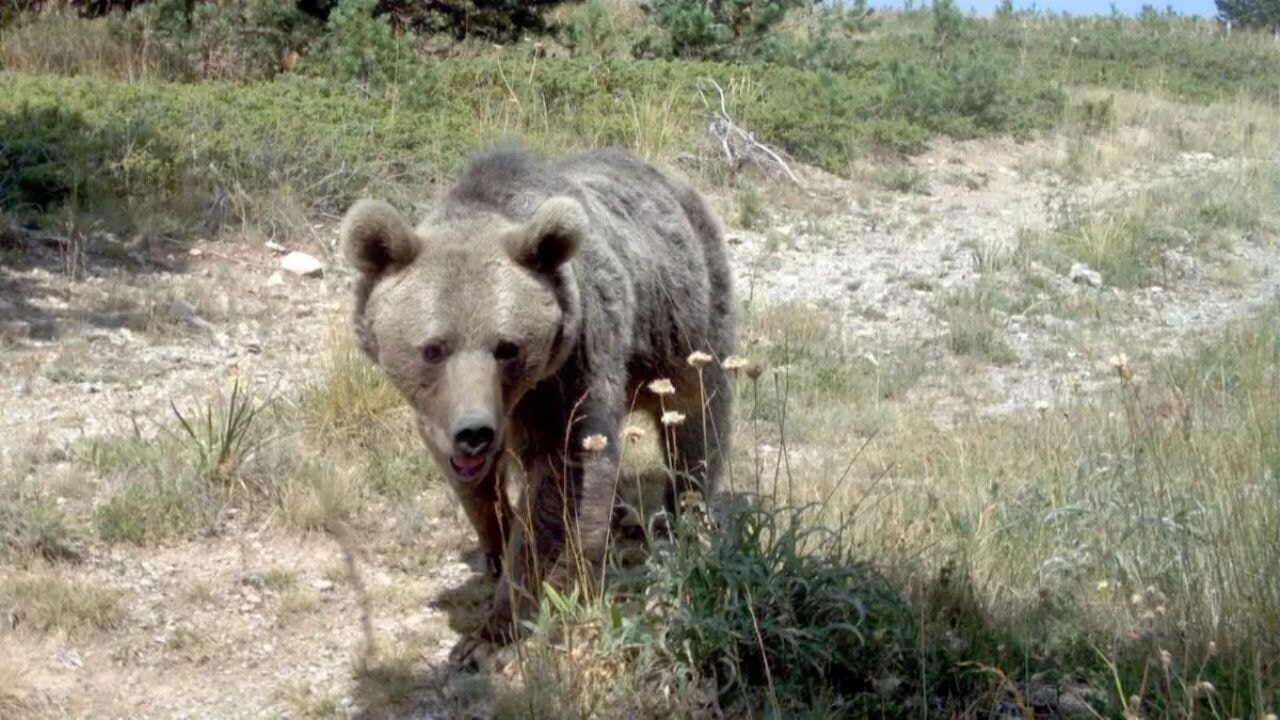 Japonya'da ayı alarmı! Hükümet askeri müdahale başlattı