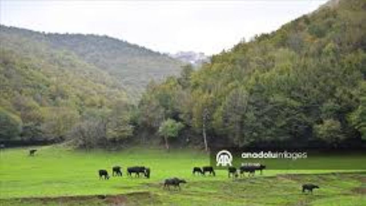 İstanbul'un kalabalığına birkaç kilometre uzaklıkta doğal köy yaşamı sürüyor