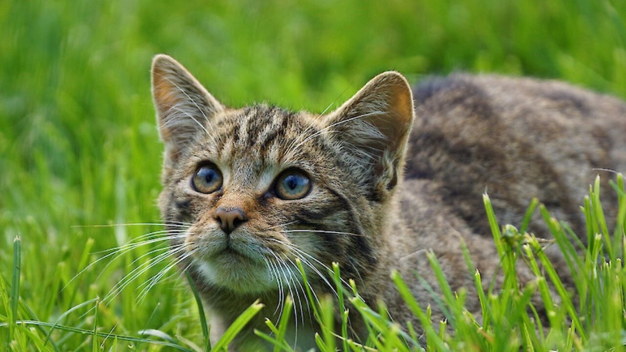 2.5 milyon kedi öldürülecek!