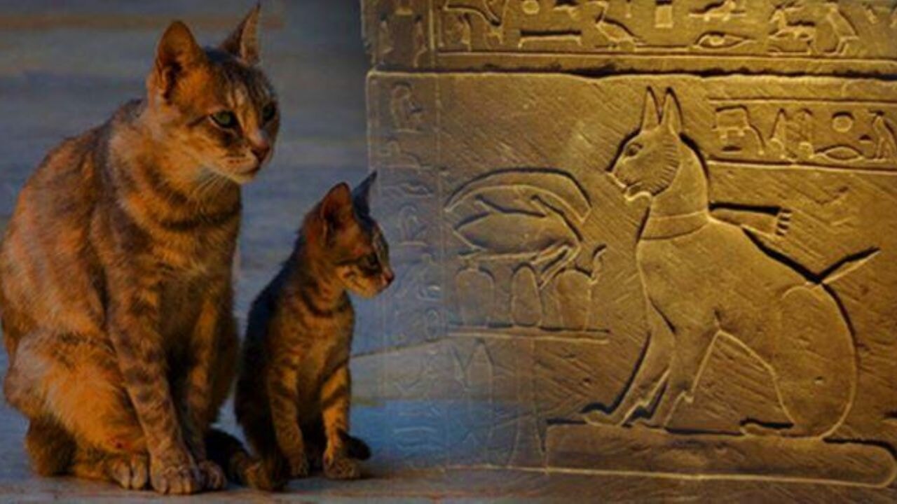 Kedilerin insanlar ile tanışması çok geç oldu