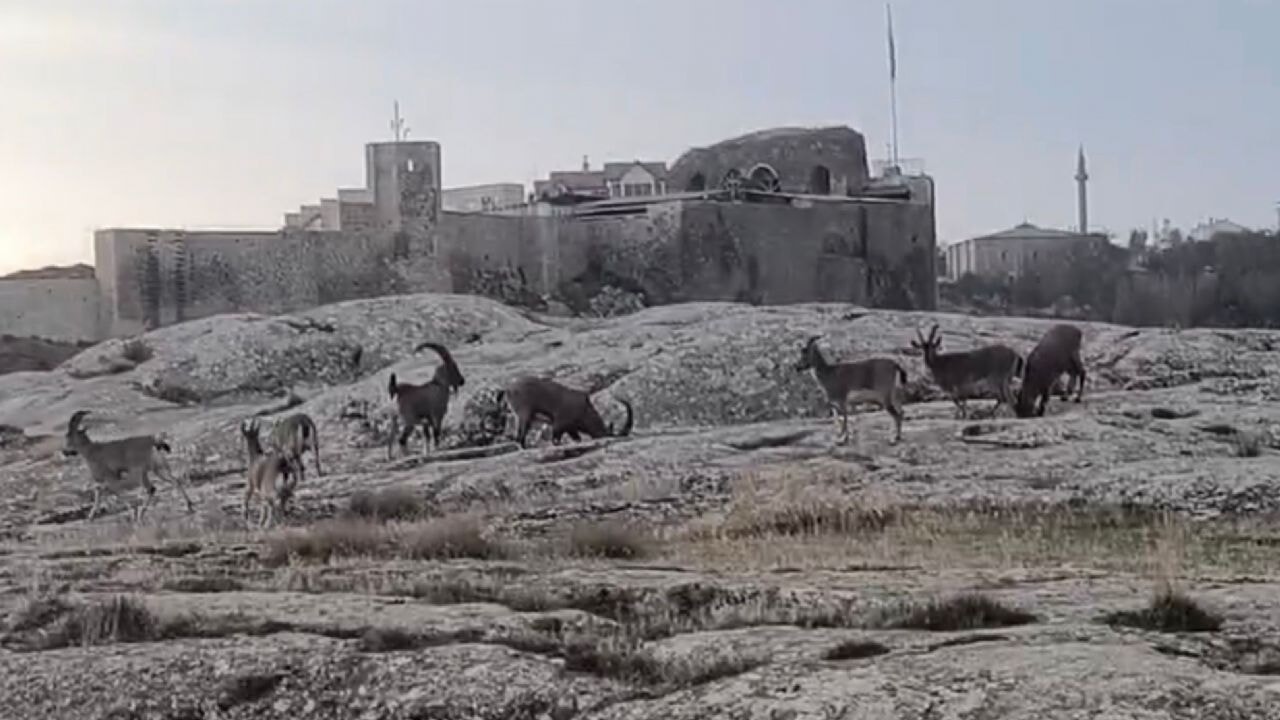 Dağ keçileri sürü halinde görüntülendi