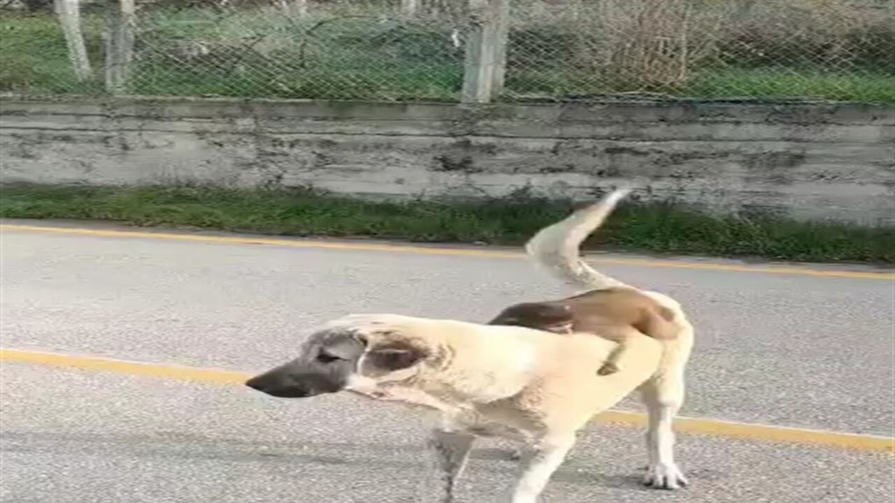 Sırtında maymun gezdiren köpek şaşırttı