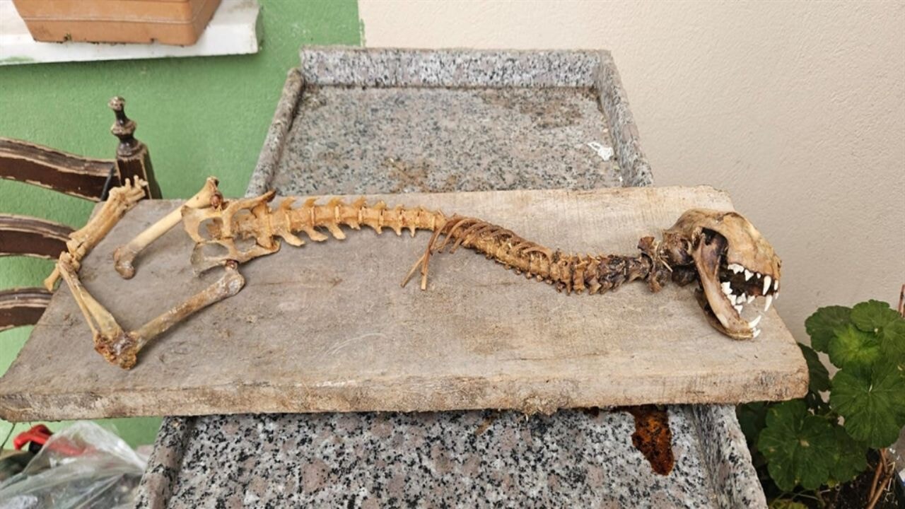 Artvin'de bilinmeyen hayvan iskeleti bulundu