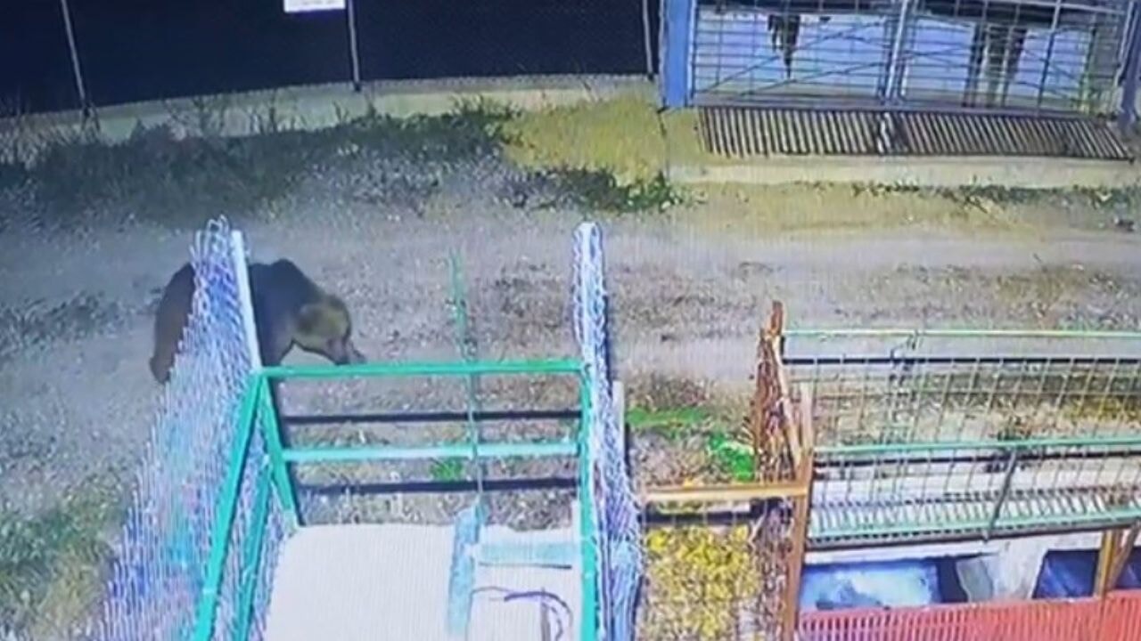 Mevsim normalleri değişti, ayılar hâlâ uyanık