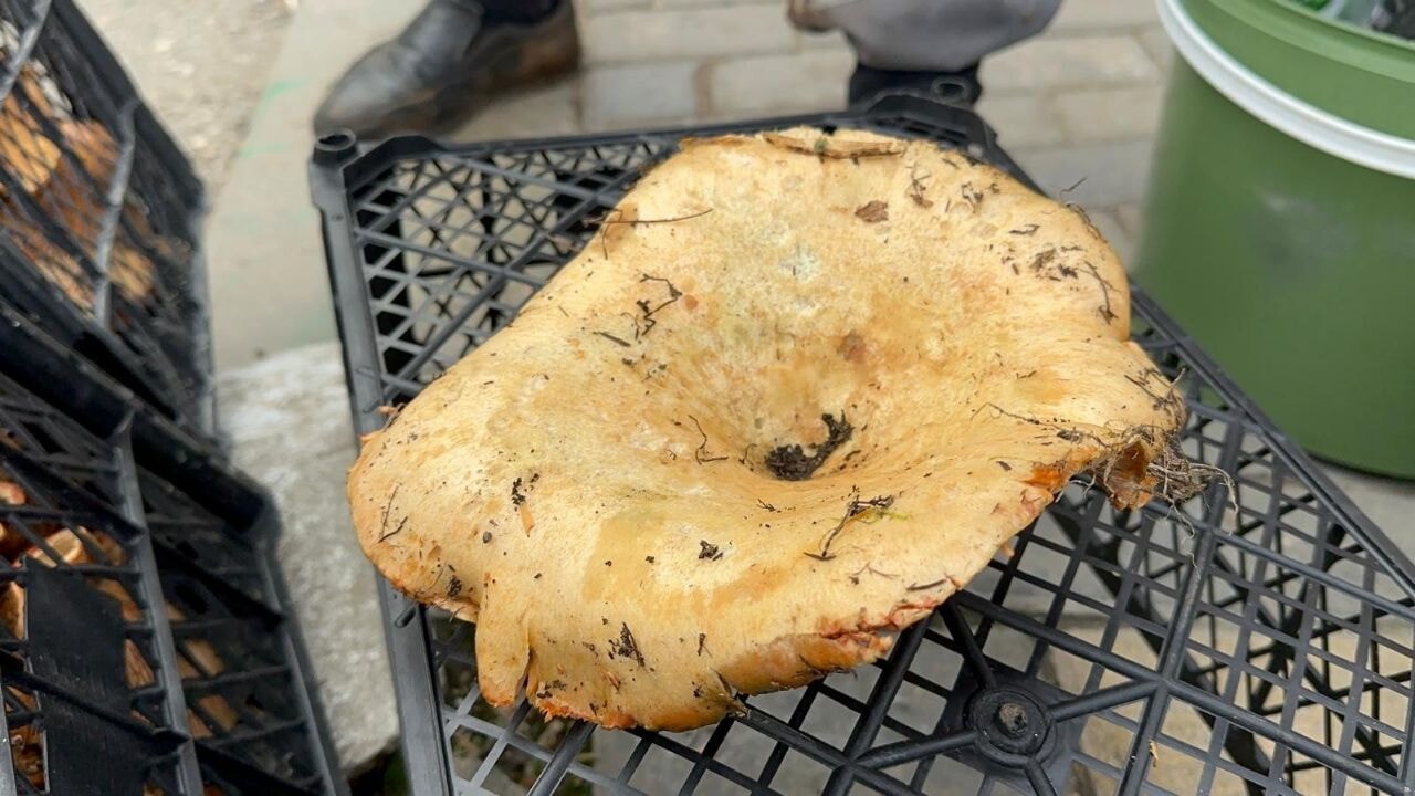 Lezzeti iştahlı, fiyatı cazip, toplaması tehlikeli