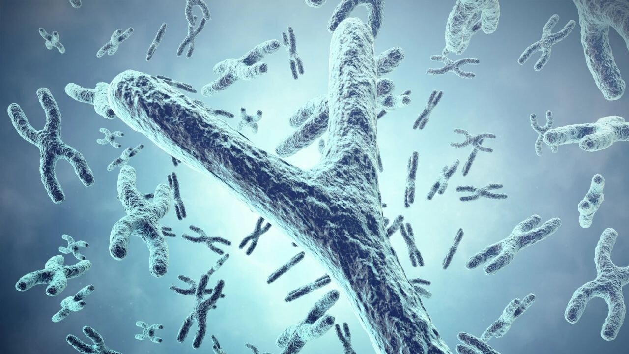 Erkek cinsiyetini belirleyen Y kromozomu yok oluyor