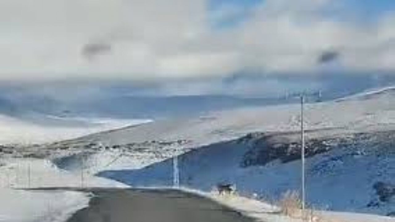 Aç kalan kurt sürüsü şehir merkezine indi