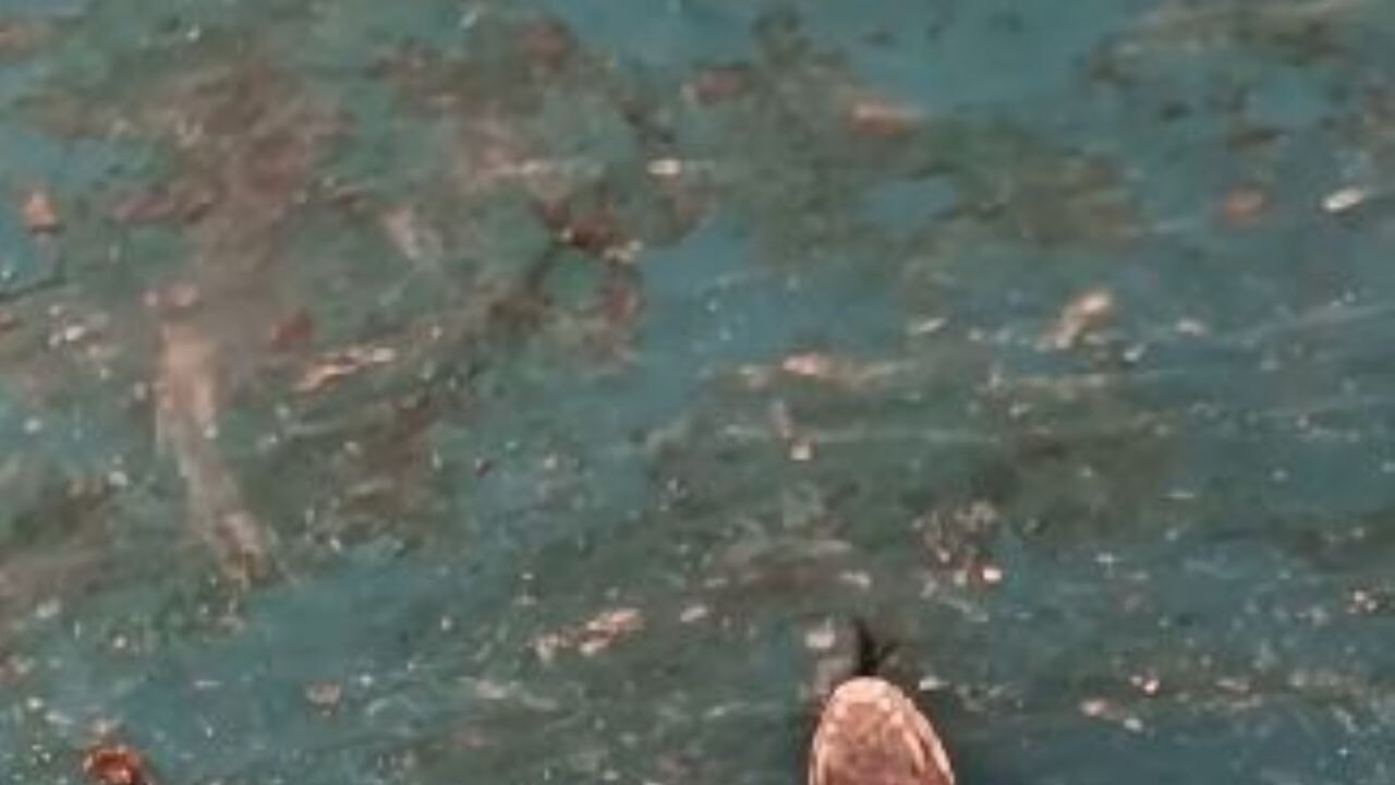 Doğu Karadeniz'de ayılardan sonra yılanlar da kış uykusuna yatmadı